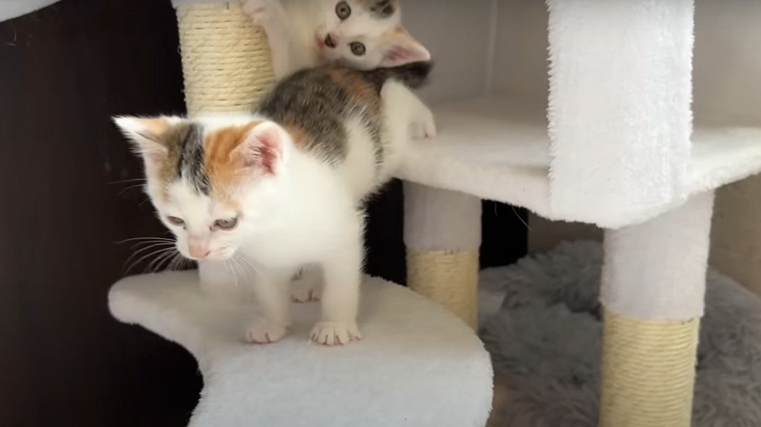 キャットタワーで遊ぶ子猫