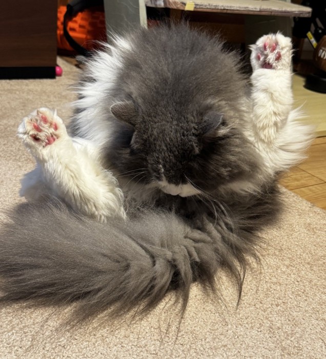 お腹を毛づくろいする猫