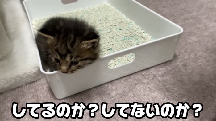 トイレの中で座ったままの子猫