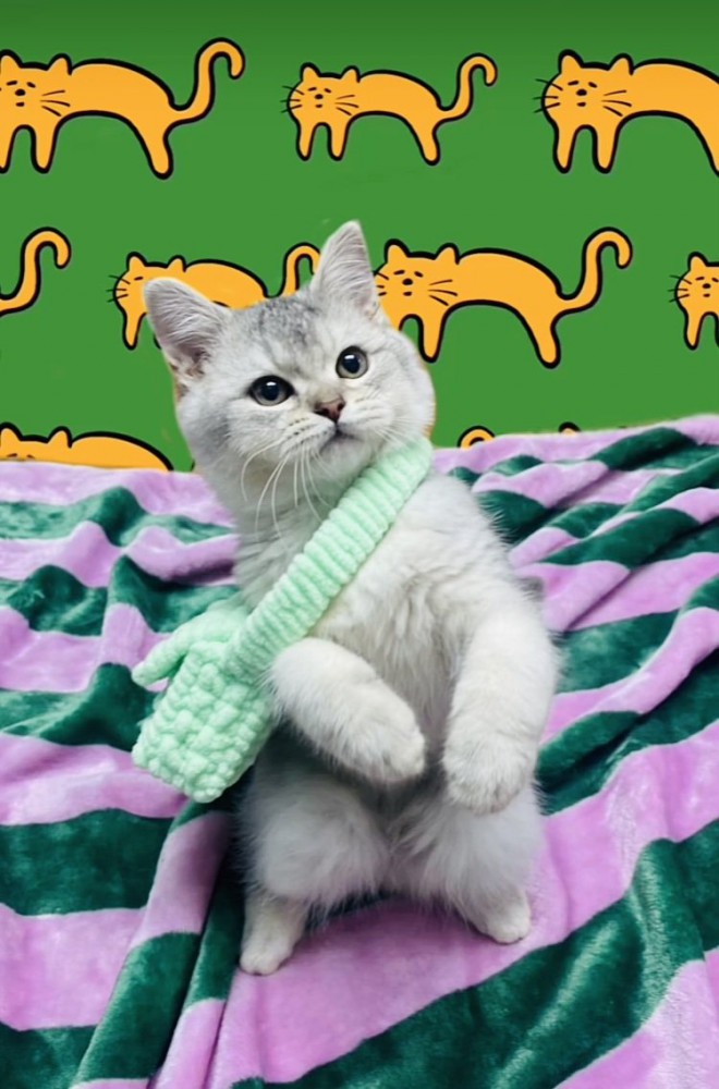 ショルダーバッグを肩に掛けて後ろ足で立つ子猫