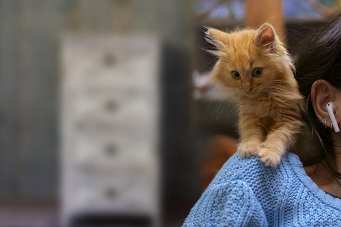 男性の首に乗る猫