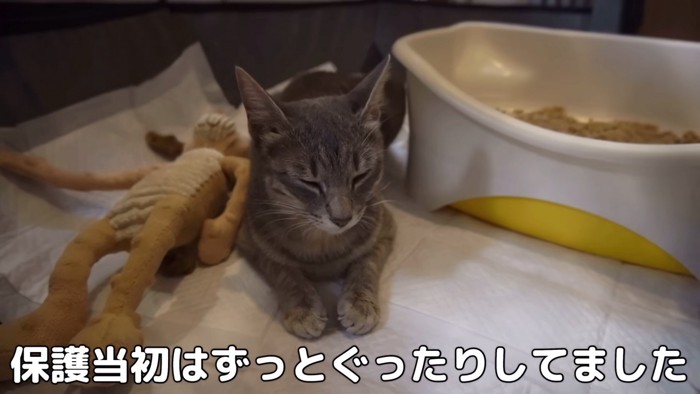 元気がない猫