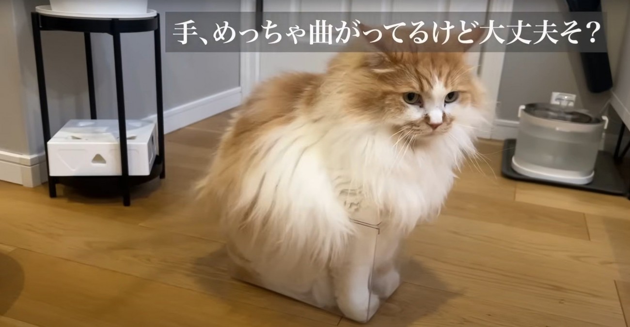 窮屈そうな猫
