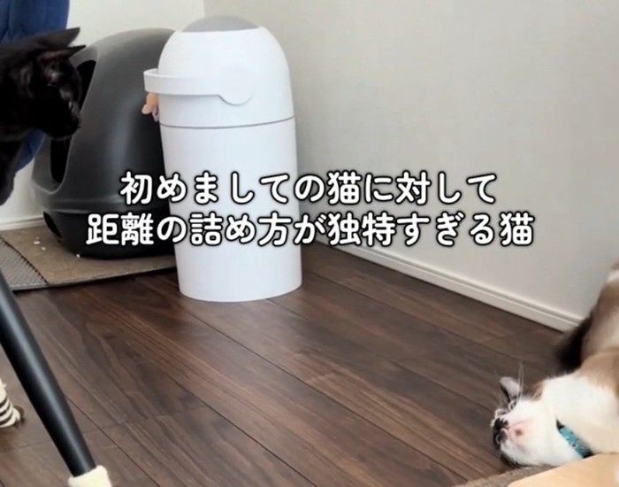 挨拶する2匹の猫