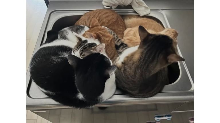 シンクにいる猫たち