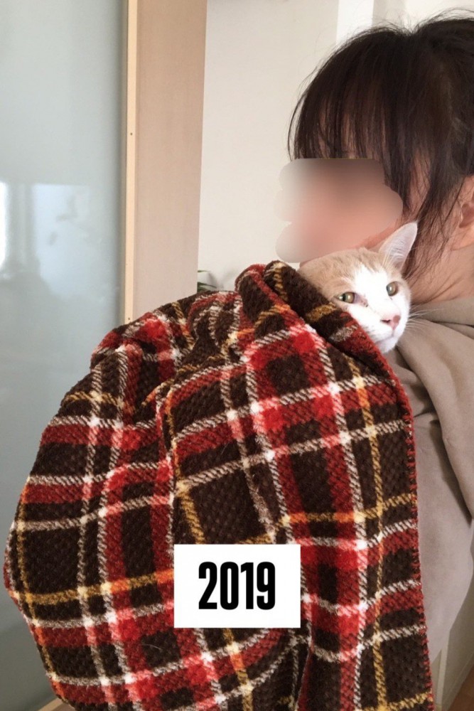抱っこされ毛布をかけられる猫