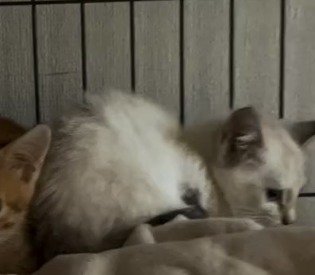 投稿者に背中を見せる白い子猫