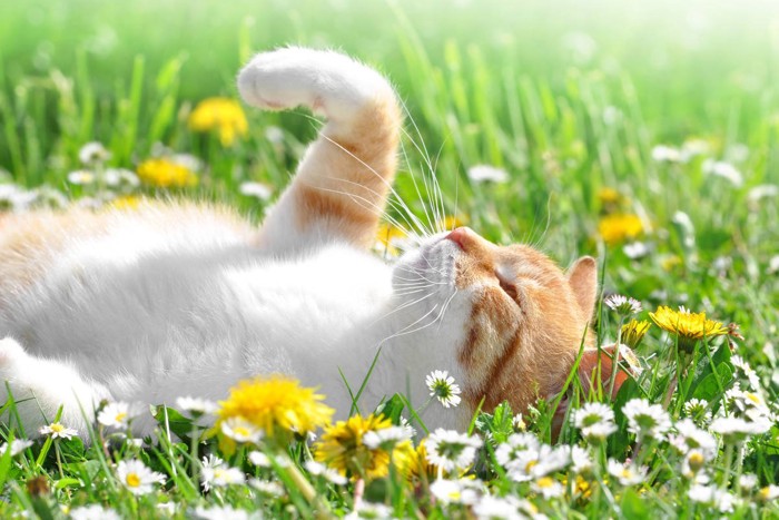 花畑で寝転ぶ猫