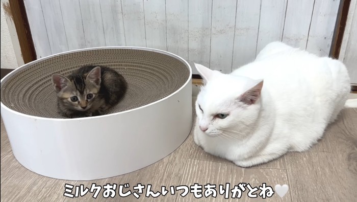 いつもありがとね