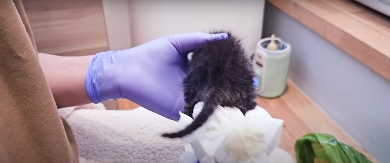 抱かれている子猫