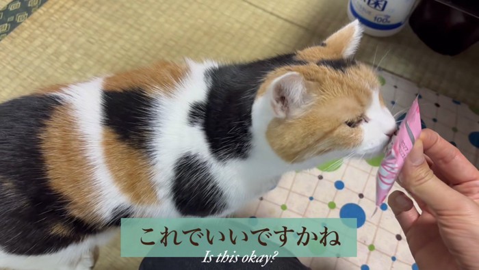 おやつの匂いを嗅ぐミケ