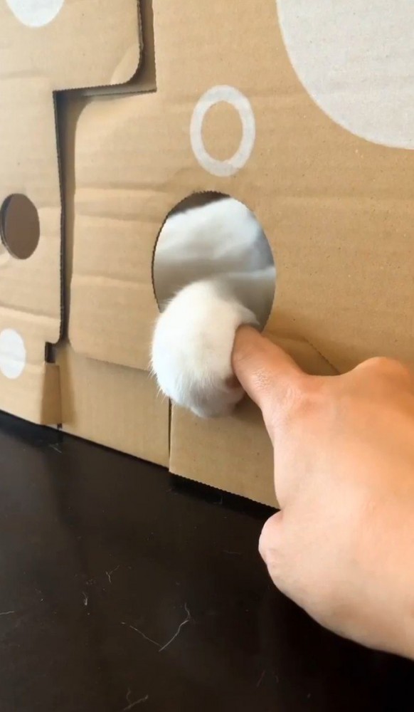 猫が指をつかんでいる