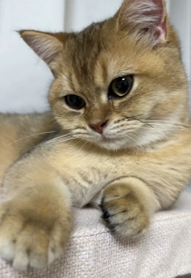 座っているがんもどきくん