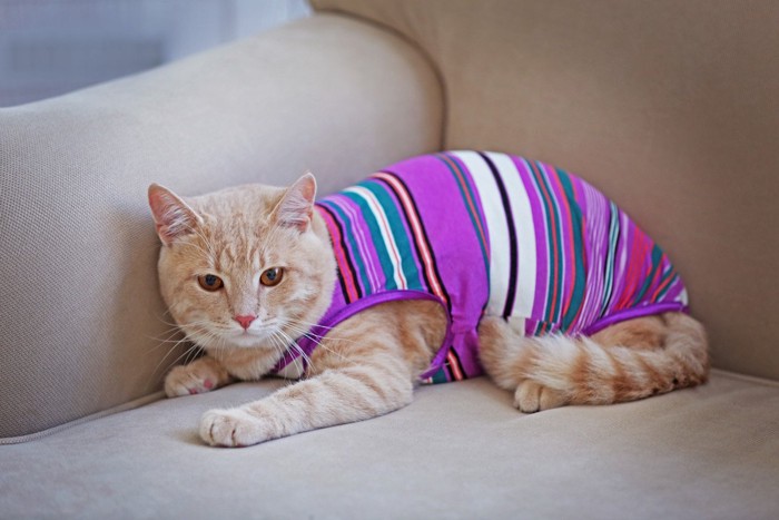 ソファーに座る服を着た猫