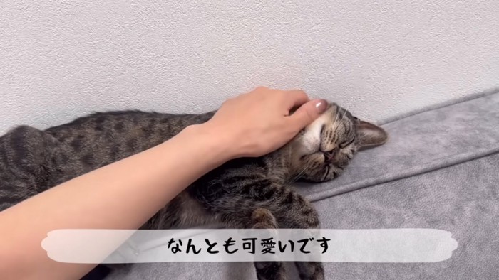 眠る猫