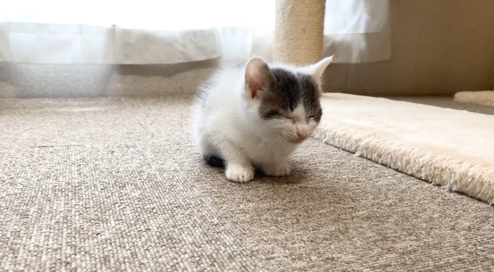 うとうとしている子猫