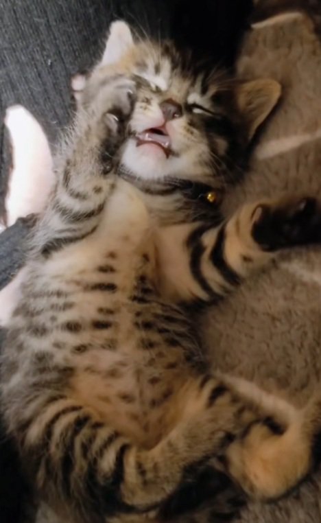 へそ天で寝ている子猫