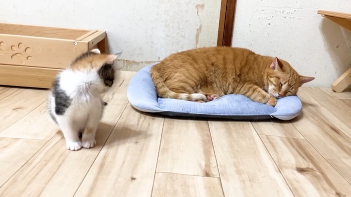 うにくんを見つめる三毛ちゃん