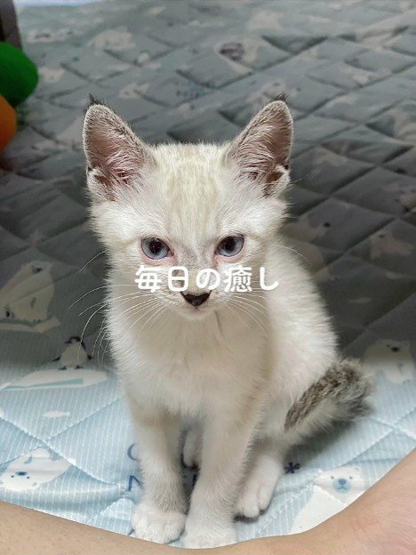 座ってカメラ目線の子猫
