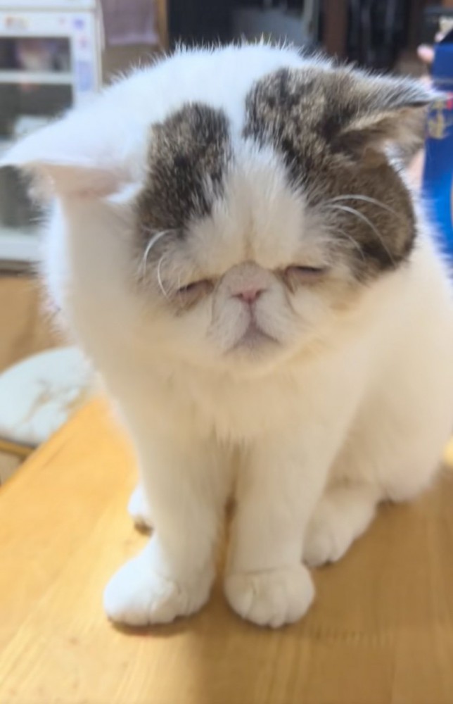 眠そうな猫