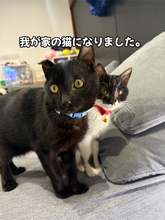 並んで立っている子猫たち