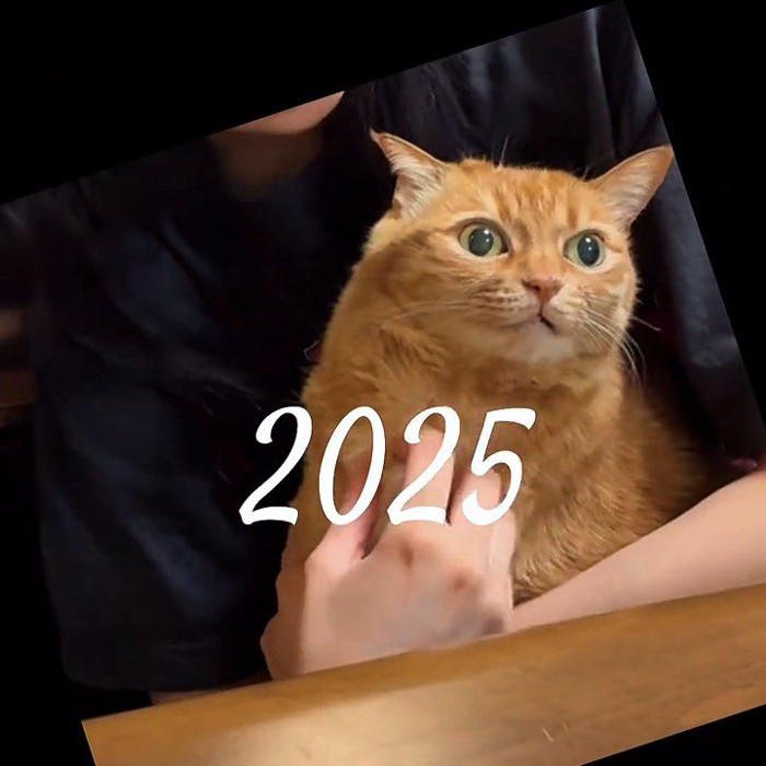 抱っこされる成猫