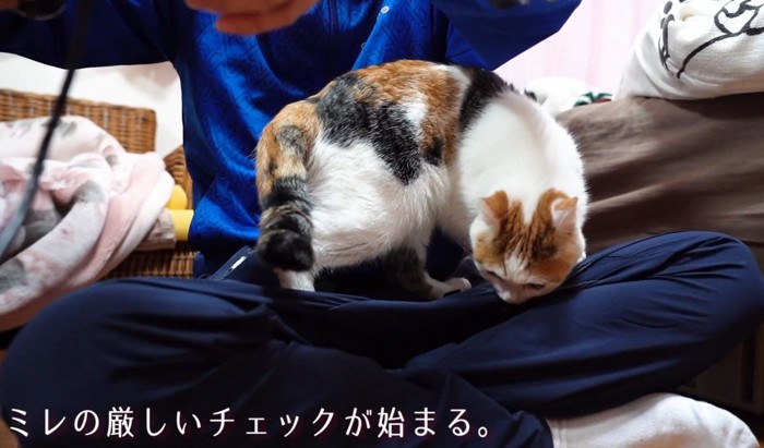 チェックする猫