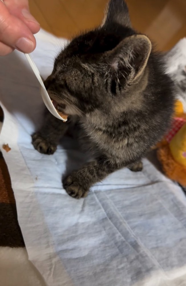 リラックスする子猫