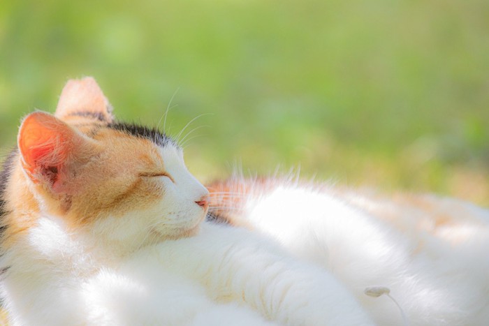 ひなたぼっこをする猫