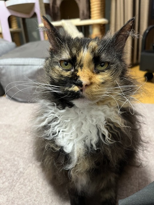 座る猫