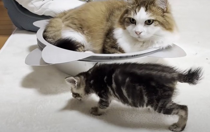 ベッドに入った長毛猫の前を通り過ぎる子猫
