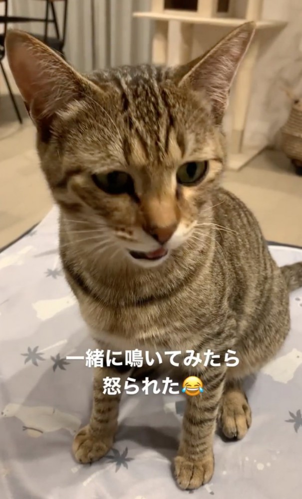 鳴く猫