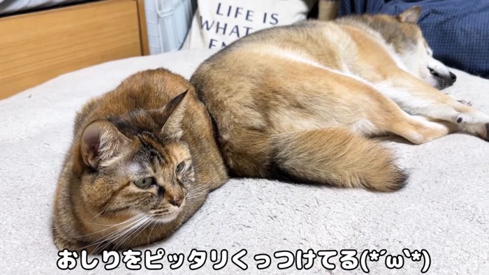 柴犬とキジトラ猫1
