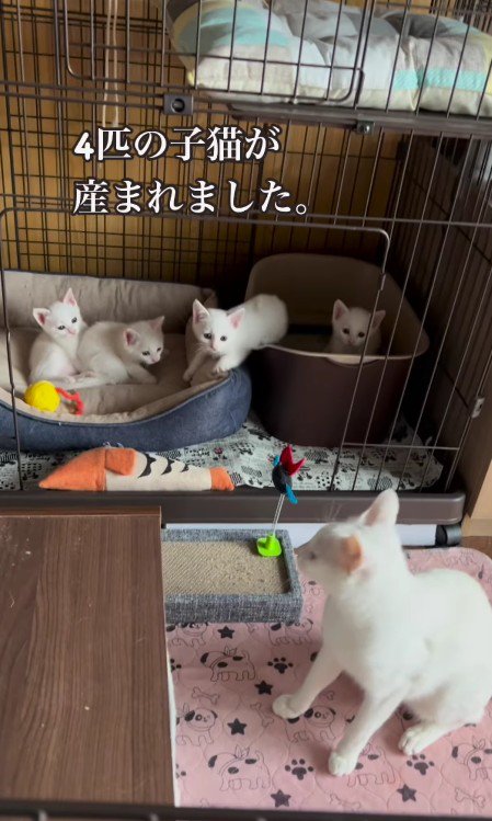 りんちゃんと4匹の子猫
