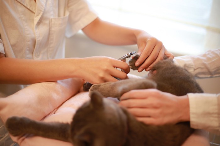 猫の爪切りをする