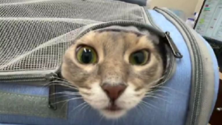 キャリーの中にいる猫