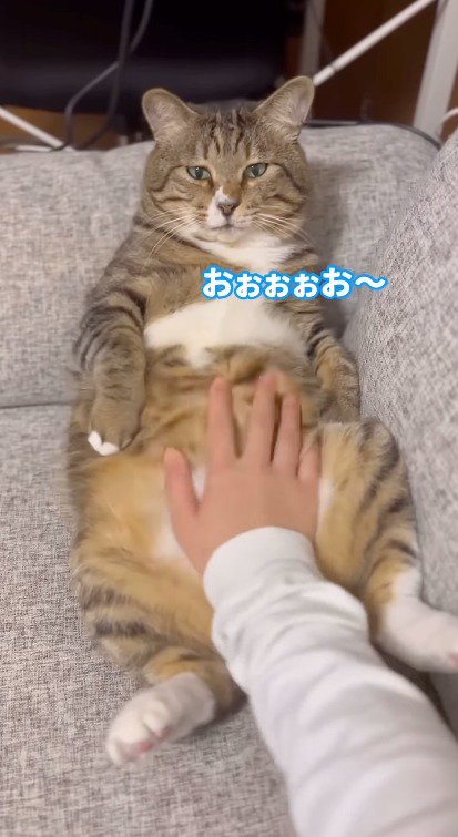 飼い主にお腹を触られるキジトラ猫