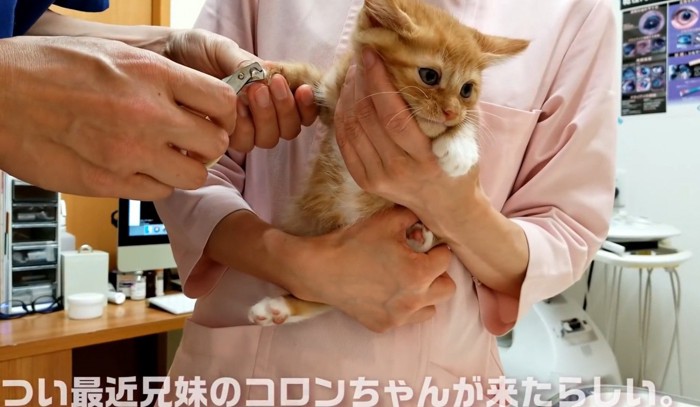 爪切りをされる子猫