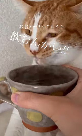 一生懸命水を飲む猫
