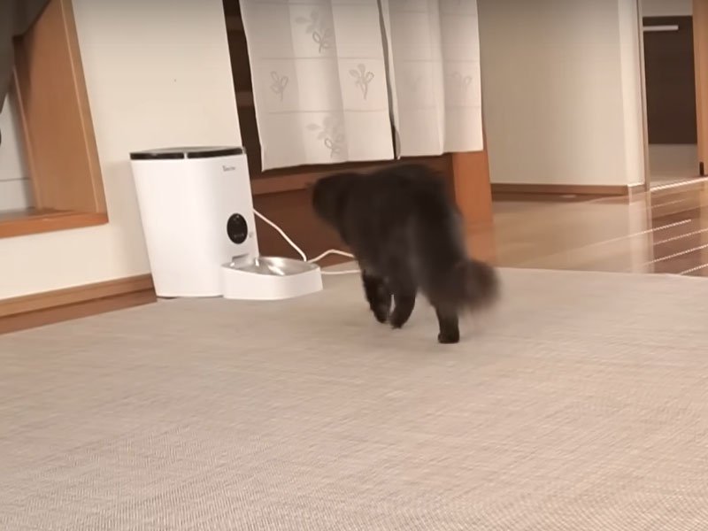 給餌機に駆け寄る猫