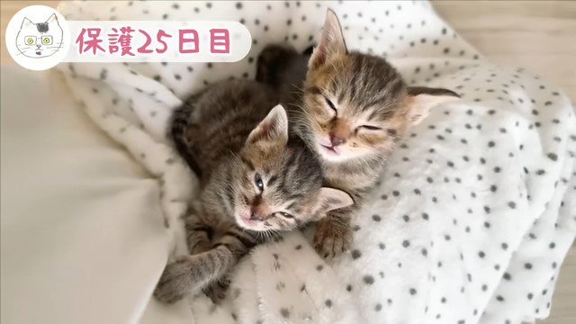 上を向いて目を閉じる2匹の子猫