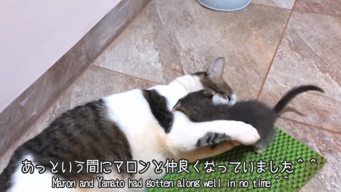 成猫とじゃれる子猫