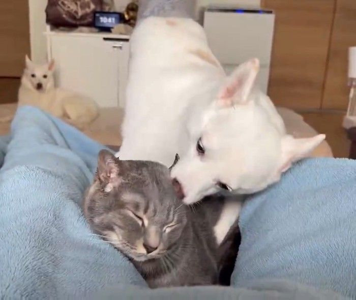 耳を舐め合う犬猫さんたち