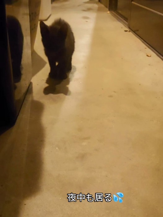 立っている子猫