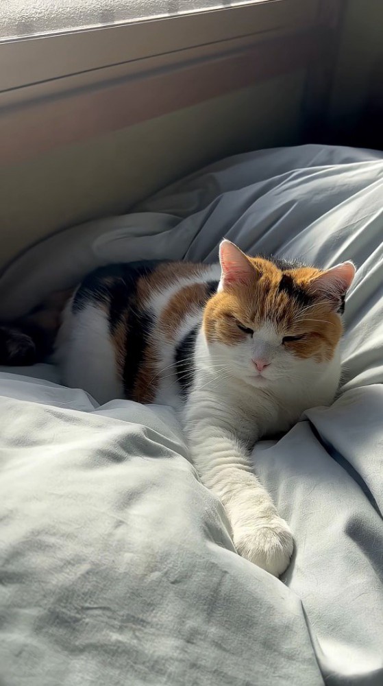 手を伸ばしているミケ