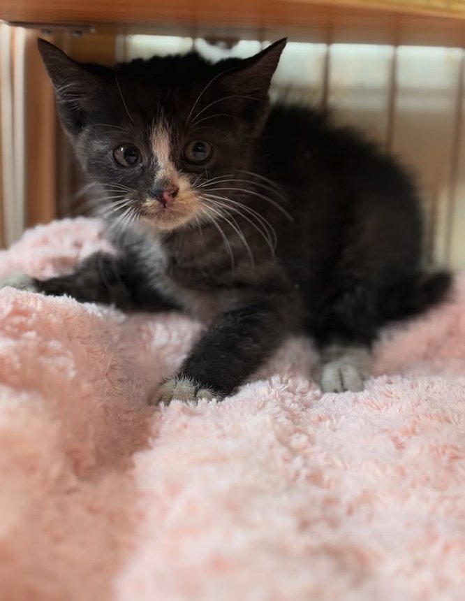 ピンクの毛布の上にいる子猫