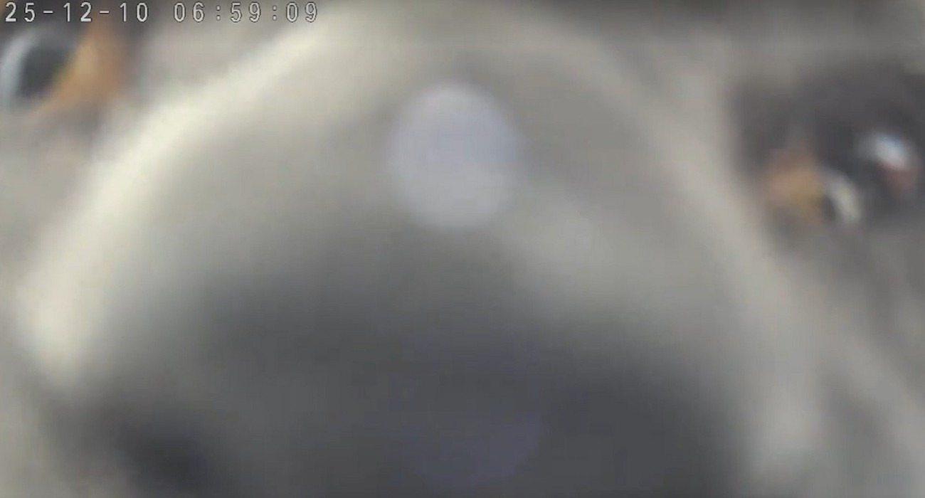 カメラに近すぎる猫