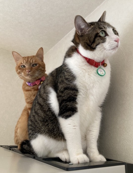 写真に撮られる2匹の猫