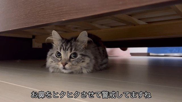 ベッドの下で伏せている猫