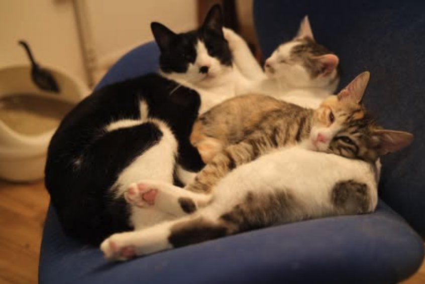 椅子の上でくっついて眠る3匹の猫